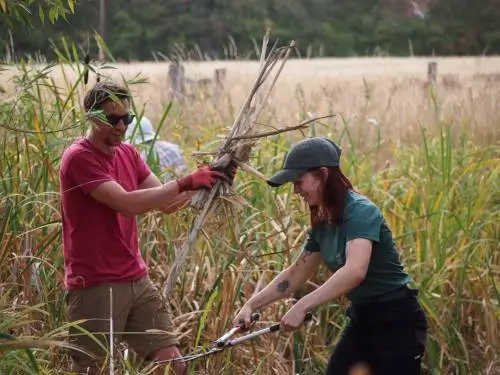 Pond Management Two people clearing bullrush