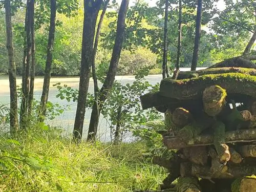 gardd goch pile of logs in woodland by a pond
