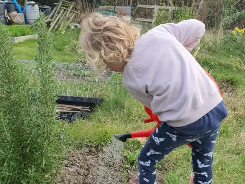 girl watering plants girl watering plants at an allotment